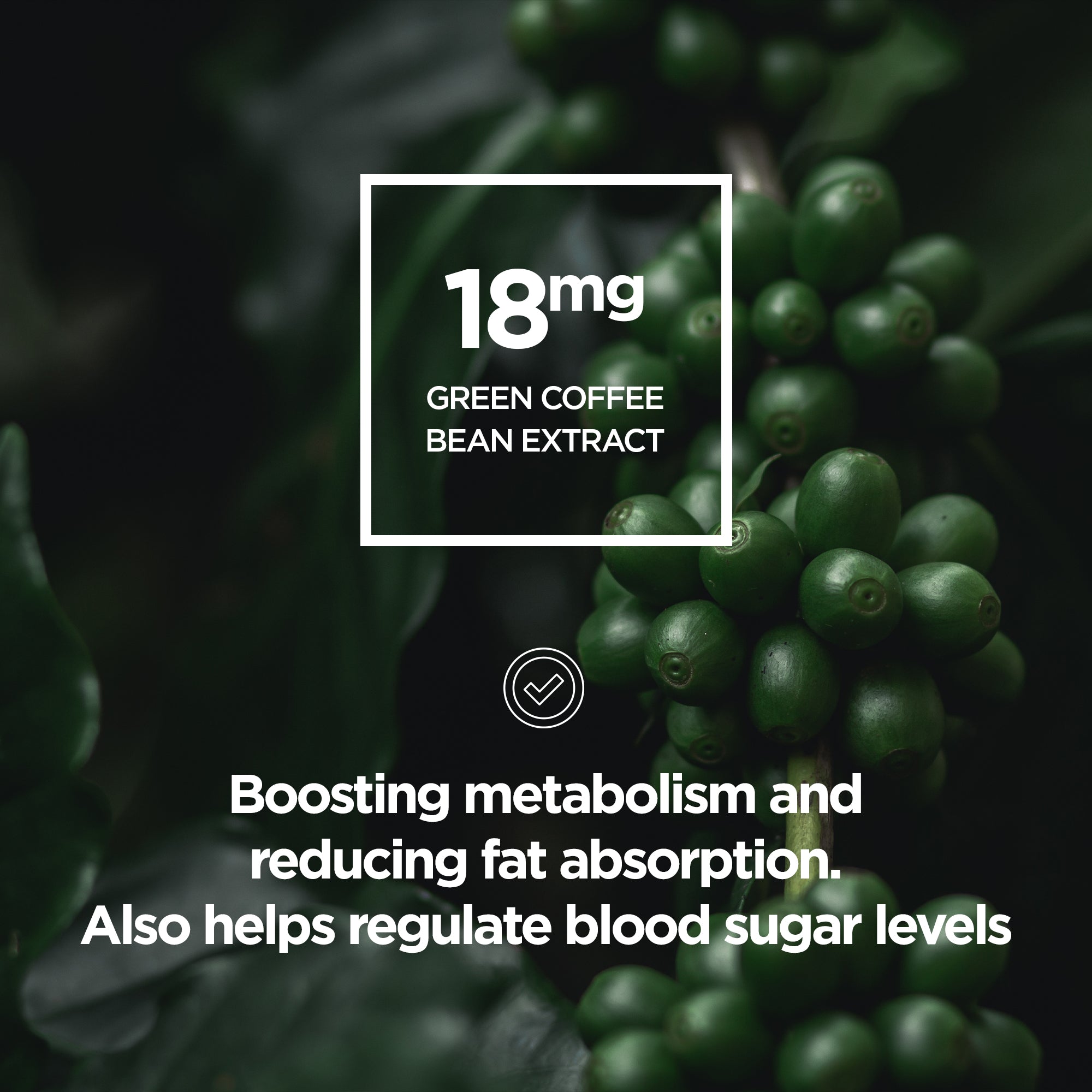 Diet Meal Protein (1KG) Powder - Raw Sport